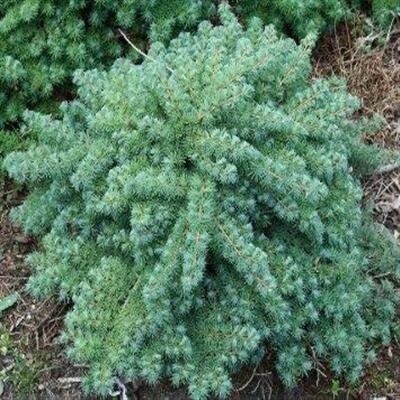 Blue Dwarf Japanese Larch Tree