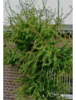 Horstmann's Recurved Larch