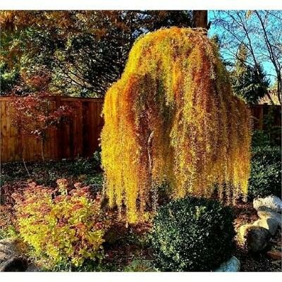 Weeping Larch