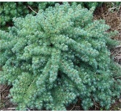 Blue Dwarf Japanese Larch Tree