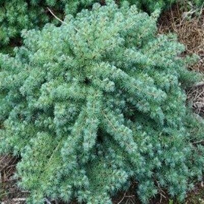 Blue Dwarf Japanese Larch Tree