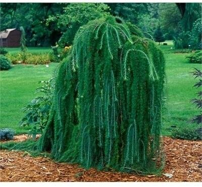Weeping Larch