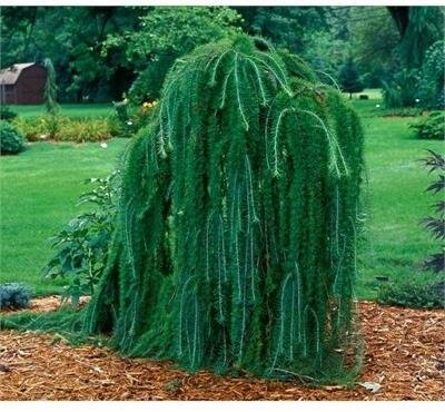 Weeping Larch