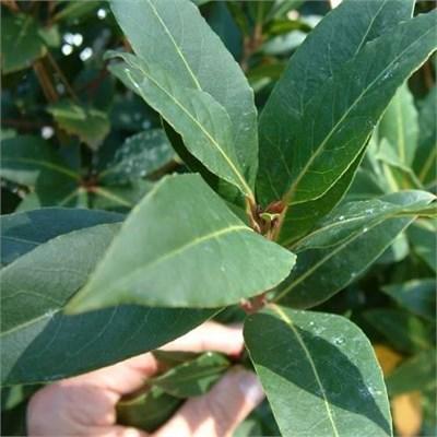 Celtic Queen Hardy Sweet Bay Leaf Tree