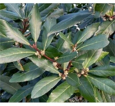 Fragrant Jade Sweet Bay Leaf Laurel