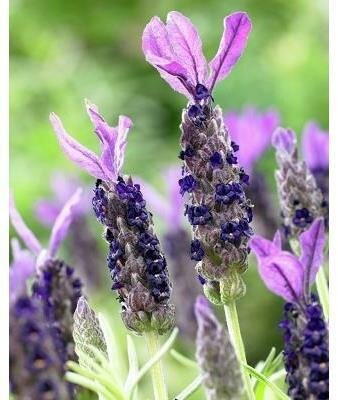 Tree Form Anouk Spanish Lavender