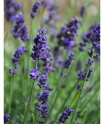Blue Jeans English Lavender