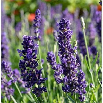 Blue Spear English Lavender