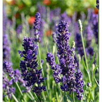Blue Spear English Lavender