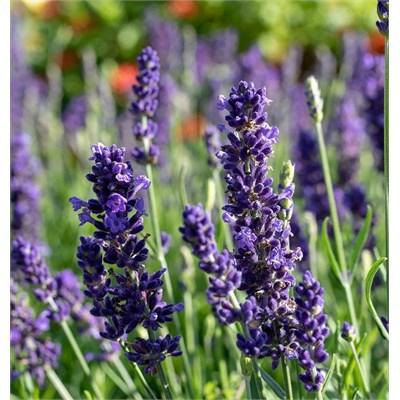Blue Spear English Lavender
