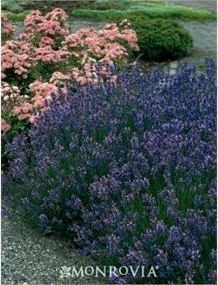 Munstead Hardy English Lavender