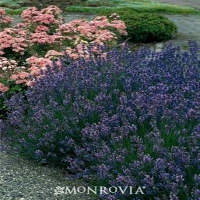 Munstead Hardy English Lavender - image 2