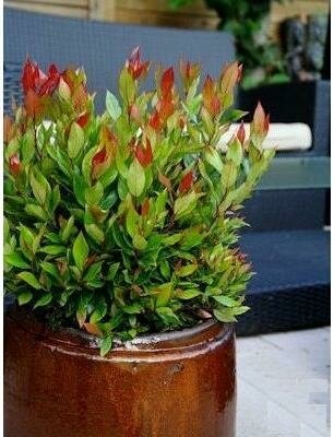 Little Flames Leucothoe