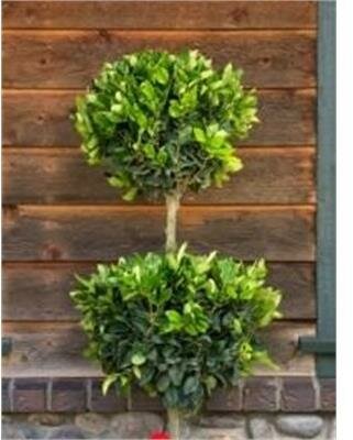Topiary 2-Ball Wax-Leaf Privet