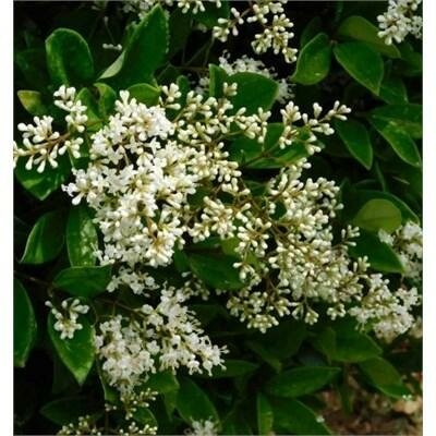 Waxleaf Privet