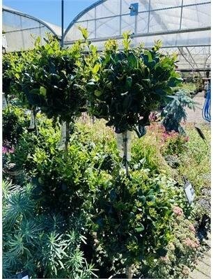 Topiary 2-Ball Wax-Leaf Privet