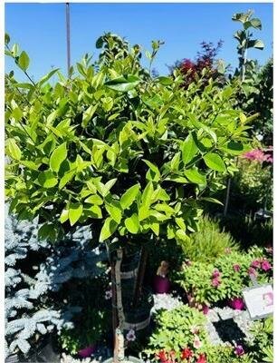 Waxleaf Privet Patio Tree - image 1