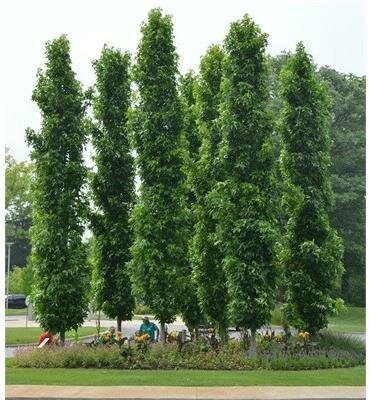 Slender Silhouette Sweetgum Tree
