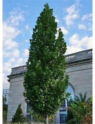 Columnar Tulip Tree