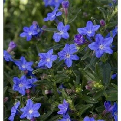 Grace Ward Lithodora