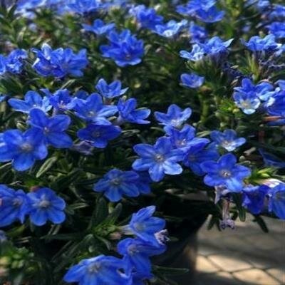 Sky Blue Lithodora