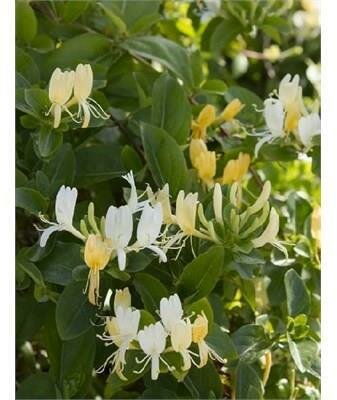 Hall's Honeysuckle