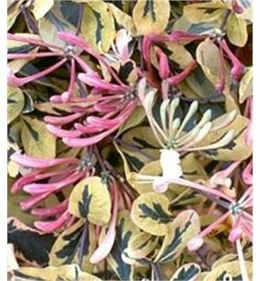 Harlequin Honeysuckle