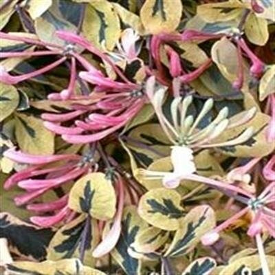 Harlequin Honeysuckle