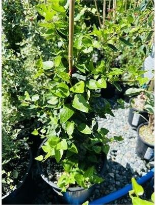 Honeysuckle Vine