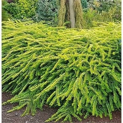 Thunderbolt Bush Honeysuckle