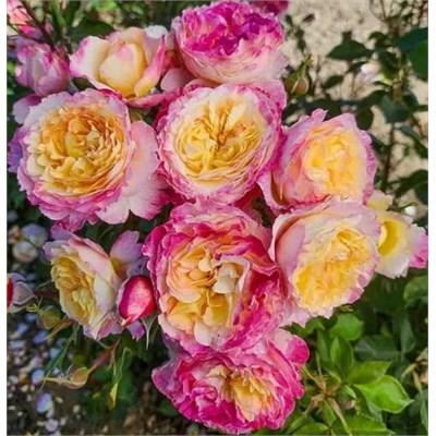 Living the Dream Hybrid Tea Rose