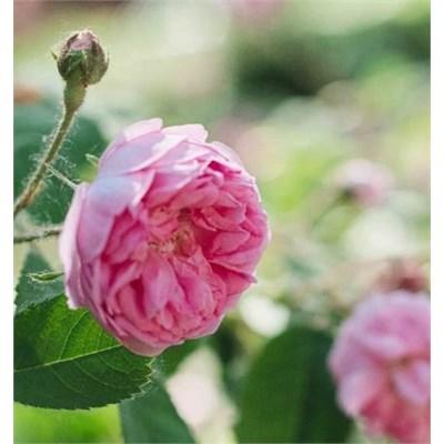 Light Years Away Hybrid Tea Rose