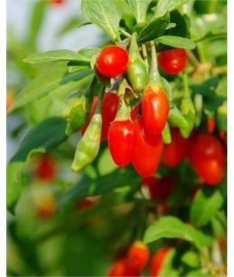 Firecracker Goji Berry