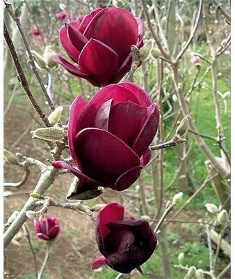 Black Tulip Magnolia
