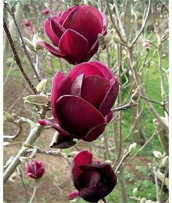 Black Tulip Magnolia Tree