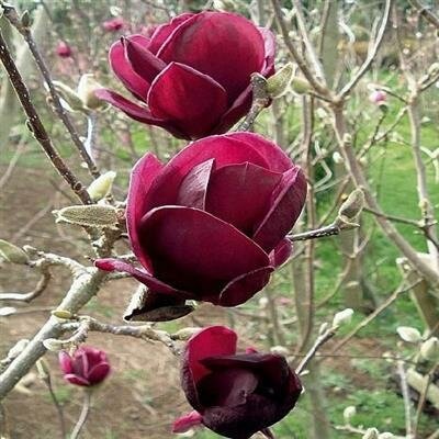 Black Tulip Magnolia Tree