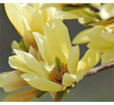 Butterflies Magnolia