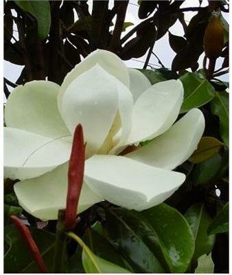 Edith Bogue Southern Magnolia