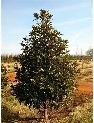 Brackens Brown Beauty Magnolia