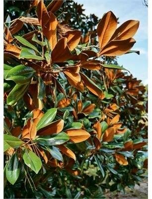 Bracken'S Brown Beauty Southern Magnolia