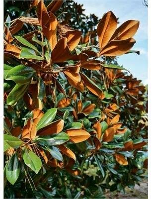 Bracken'S Brown Beauty Southern Magnolia