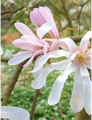 Leonard Messell Magnolia