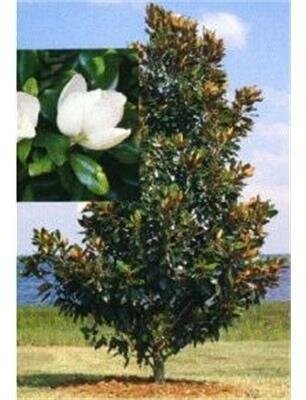 Little Gem Southern Magnolia