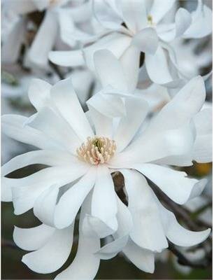 Royal Star Magnolia