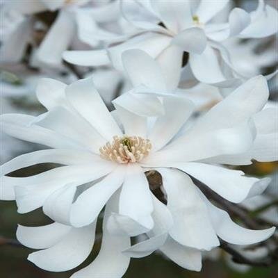 Royal Star Magnolia