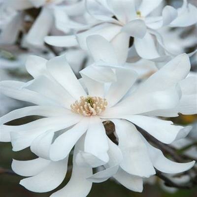 Royal Star Magnolia - image 2