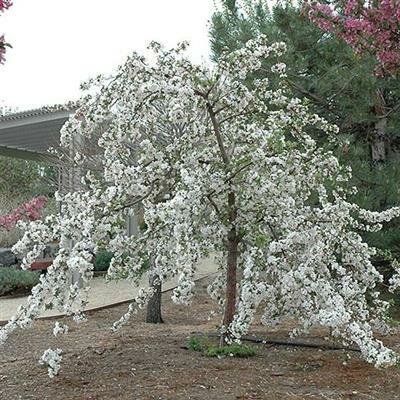 Red Jade Weeping Flowering Crabapple - image 2