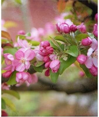 Robinson Flowering Crabapple