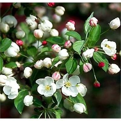 Snowdrift Flowering Crabapple