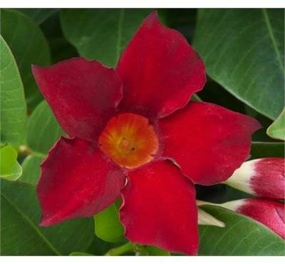 Madiniaâ„¢ Deep Red Mandevilla